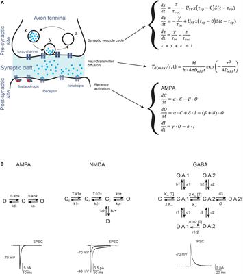 Computational models of neurotransmission at cerebellar synapses unveil the impact on network computation